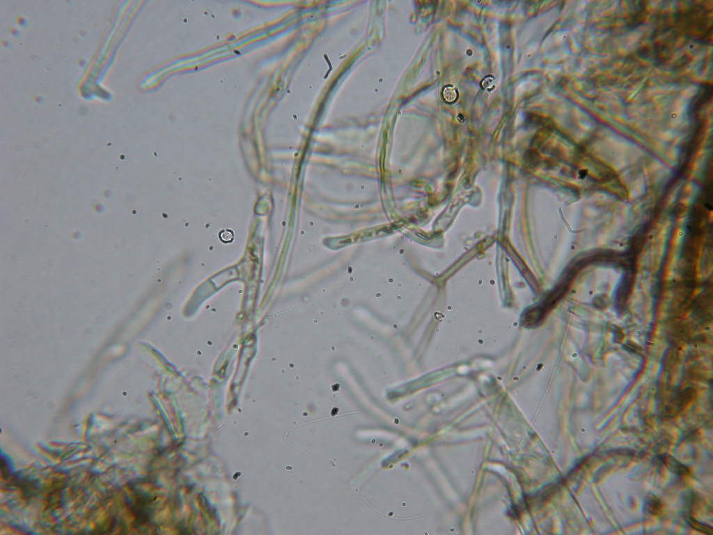 Da determinare...  (Dacryobolus karstenii)